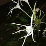 Hymenocallis littoralis 花