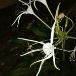 Hymenocallis littoralis Flower