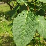 Syringa josikaea Leaf