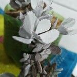 Kalanchoe pumila Blatt