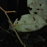 Swartzia guianensis Blatt