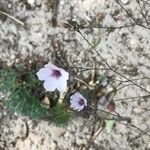 Linum tenuifolium 花