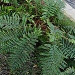 Polystichum braunii Hábito