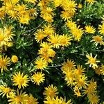 Euryops chrysanthemoides Blomst