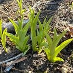 Hemerocallis fulvaFolio