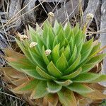 Paepalanthus alpinus Habitatea