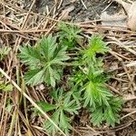 Potentilla argentea Leaf