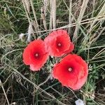 Papaver rhoeasLorea