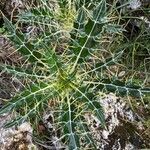 Ptilostemon hispanicus Leaf