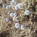 Echinops ritroFlower