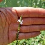 Verbena officinalisKvět