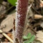 Orobanche crenata Kaarna