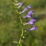 Scutellaria hastifolia Övriga