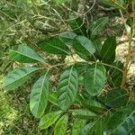 Aglaia elaeagnoidea Deilen