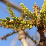 Lannea asymmetrica Flower