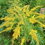 Solidago canadensisÇiçek