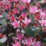 Sedum laxum