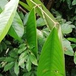 Anthonotha macrophylla Leaf