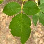 Dendrolobium umbellatum Leaf