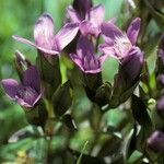 Gentianella germanica Flor