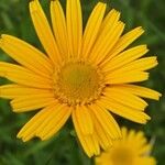 Buphthalmum salicifolium Flor