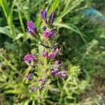 Echium sabulicola Flor