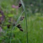 Carex atrata Beste bat