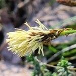 Carex halleriana Virág