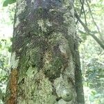 Rinorea oblongifolia Kabuk