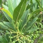 Kraussia floribunda Hoja
