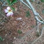 Adenium obesumफूल