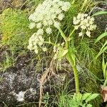 Angelica razulii Flower