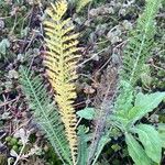 Achillea setacea Frunză