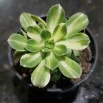Aeonium castello-paivae Likasa