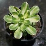 Aeonium castello-paivae Folha