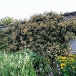 Schizophragma hydrangeoides Hoja