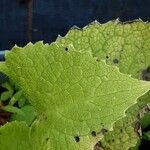 Lunaria rediviva Leaf