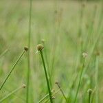 Cyperus obtusatus Fruit