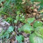 Verbena urticifoliaFlor