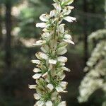 Veratrum album Flor