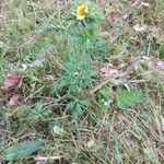 Potentilla neglecta Habitus