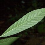 Amaioua guianensis Leaf