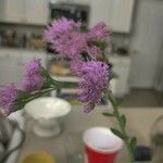 Carphephorus corymbosus Flor