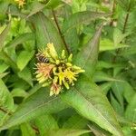 Diervilla sessilifolia Flower