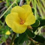 Hibbertia margaretiae Flor