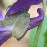 Viola × scabra