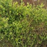 Capparis sepiaria Συνήθη χαρακτηριστικά