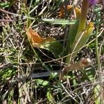 Orchis olbiensis Blad