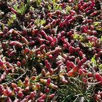 Salicornia europaea Blatt