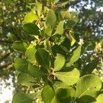 Terminalia prunioides Leaf
